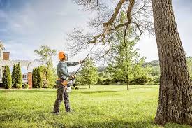 Best Tree Removal  in Callaway, MD