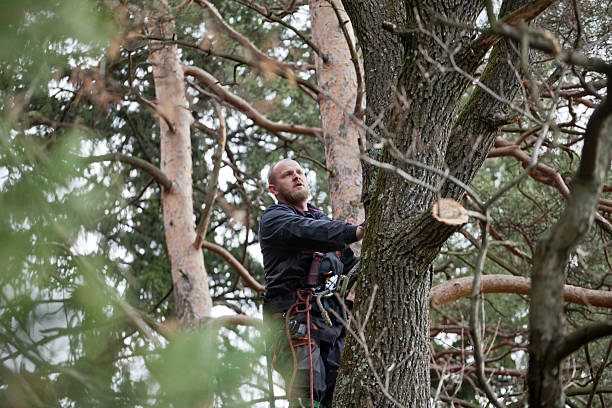 Best Tree and Shrub Care  in Callaway, MD